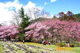 Include (or exclude) self posts. å…¨å°ç£è³žæ«»èŠ±æŽ¨è–¦æœ€ä½³è³žæ«»åœ°é»ž é–‹èŠ±è³žèŠ±æœŸ äº¤é€šæ—…éŠè³‡è¨Š å°ç£æ«»èŠ±å­£ 2020 01æ›´æ–°
