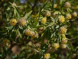 Image result for Gnidia involucrata