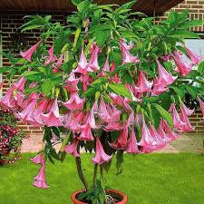 Image result for Brugmansia