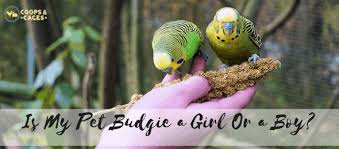 This video will show you how to tell the gender of your budgies plus a quiz for business inquiry's: Is My Pet Budgie A Girl Or A Boy Coops And Cages