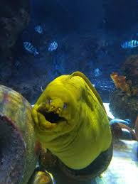 Akvaryum Forum Istanbul 2 Sea Life Steemit