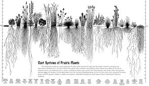 Http Healthylandethic Files Wordpress Com 2013 10 Prairierootsystems Jpg Prairie Planting Plant Roots Ecosystems