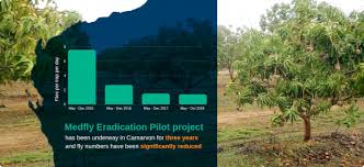 Do we know which species of fruit flies are surly identified, not sure or not yet identified, or need to be. Carnarvon Medfly Eradication Program Declared Pest Rate Consultation 2018 19 Agriculture And Food