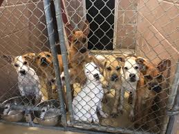 In order to be considered as a suitable adopter, we require the following: Surge Of Animals Puts Harris County Shelter In Critical Situation Houston Public Media