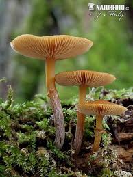 Check spelling or type a new query. Funeral Bell Mushroom Photos Funeral Bell Images Nature Wildlife Pictures Naturephoto