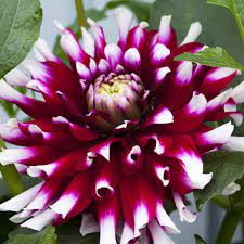 More plants african violets apples azaleas and rhododendrons beans begonias brugmansias camellias cannas carrots clematis coleus corn. Dahlia Cactus Alauna Clair Obscur 1 Tuber Per Pack Brookside Nursery