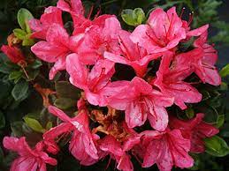 Maybe you would like to learn more about one of these? Encore Azalea Rhododendron Autumn Cheer Stone Brothers