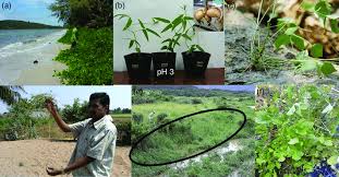 Image result for Vigna hosei