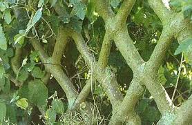 Naturlicher Zaun Gartenarten Garten Pflanzen Weidezaun