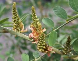Image result for Indigofera cecilii