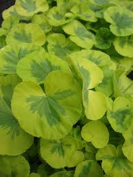 Everything you need for your fish and reptile needs, even little critters like. Photo Of The Leaves Of Zonal Geranium Pelargonium X Hortorum Crystal Palace Gem Posted By Paul2032 Garden Org