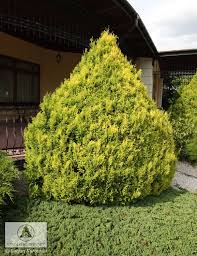 Image result for Chamaecrista plumosa