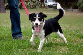 Border Jack Border Collie Jack Russell Mix Info Puppies Pictures Tiere Hund Hunde Tiere