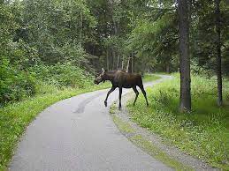 The alaska railroad tracks parallel the trail for about 1 mile (a. Tony Knowles Coastal Trail Alaska Org