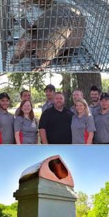 The pied piper customer app provides convenient mobile access for the pied piper exterminators customers that allows you to: 45 Pest Control In Dallas Ideas Pest Control Services Pest Control Pests