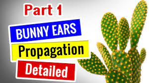 Do you want more of these lovely cacti to show their ears in this will encourage them to produce new tiny pads that can be simply used in propagation by any type of. Bunny Ears Cactus Propagation Opuntia Microdasys Detailed Succulents For Beginners Youtube