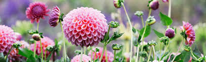 Lifting And Storing Dahlias In Winter Breck S