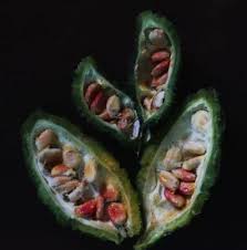 Image result for Momordica corymbifera