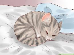 We found out that she was not getting momma's milk when nursing and bottled fed. How To Feed A Newborn Kitten 15 Steps With Pictures Wikihow