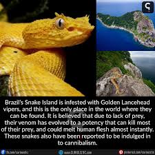 Golden lancehead snakes was placed on the list of brazil's endangered animals. Creepy Snake Island Island Creepy Snake