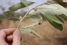 Image result for Combretum