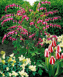 Image result for Geigeria schinzii