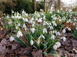 There are some lovely early flowering clematis, such as illustrated c. Top 10 Early Spring Plants Beth Chatto S Plants Gardens
