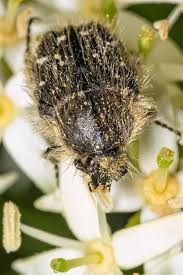 Image result for Tropinota hirta