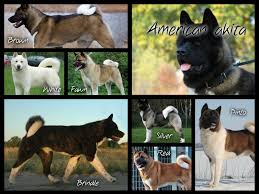 American Akita Dog Black And White American Akita Colors Figured This One Would Logically Come Next Basically Any Color Is Accepted And They Can Be Solid W Japanese Akita American Akita Akita