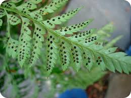 The gymnosperm life cycle has a dominant sporophyte generation. 7 7 Life Cycle Of Seedless Vascular Plants K12 Libretexts