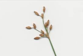 Image result for Fimbristylis dichotoma