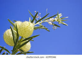 Image result for Gomphocarpus fruticosus
