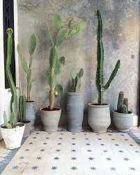 Use tongs to place a small spiny cactus into your pot or rolled newspaper and sturdy gloves to plant a larger cactus. Organic Pottery Sculptural Cacti Tile Wall Finish Plants Cactus Indoor Plants