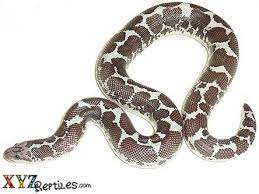 Anery Kenyan Sand Boa Snakes For Sale Pythons For Sale Kenyan