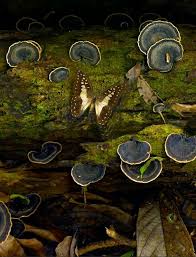 Papillon En Camouflage Hongos Cosas De La Naturaleza Animales