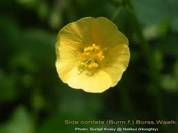 Image result for Sida veronicifolia