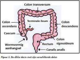 It is secondarily retroperitoneal, although it has its own mesentery in approximately 25% of patients and is 15 cm in length 1,2. De Dikke Darm Colon Bouw Ligging En Functies Zo Werkt Het Lichaam