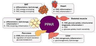 Image result for Obesity Management