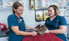 Rebecca fratello and technician robin degatina seek to provide the best possible medical care, surgical care and dental. Home Mobile Vet Vet S Here