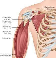 Biceps Tendonitis: How Arthroscopic Surgery Relieves Shoulder Pain, Reduces  Scarring | Orthopaedics And Rehab | Ut Southwestern Medical Center
