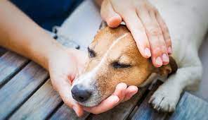 Mi Perro Vomita Sangre Lista De Las 15 Principales Causas