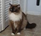 Seal Mitted Ragdoll Cat| Seal Mitted Ragdoll Cat Information