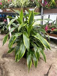 10″ Dracaena Art – The (KC) Plant Factory