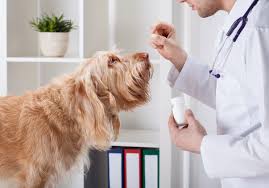 Maybe you would like to learn more about one of these? Veterinary Services In Middleton Wi Knight Veterinary Clinic