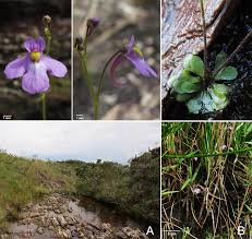 Image result for Genlisea africana