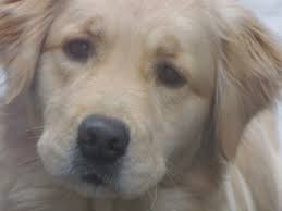 Check spelling or type a new query. Akc Golden Pups Golden Retriever Puppies New Hampshire