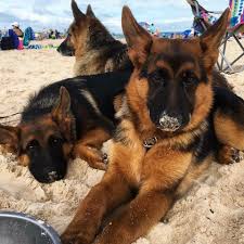 I have two females black/ta… location: German Shepherds At The Beach With 360 Degree Coverage German Shepherd Dogs German Shepherd Puppies Shepherd Puppies