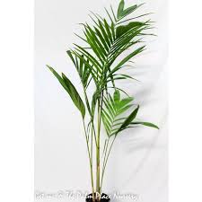 We did not find results for: Bangalow Palm Archontophoenix Cunninghamiana 200mm