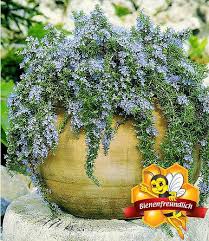 Hange Rosmarin Capri 3 Pflanzen Pflanzen Garten Garten Pflanzen