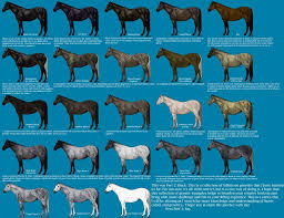 equine color genetics the varying shades of black horse